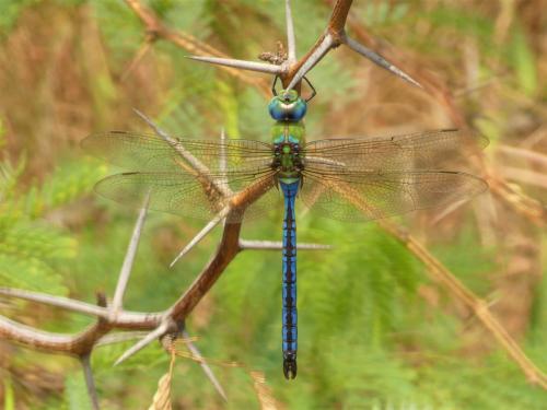 Réf. 272 570 : Anax imperator